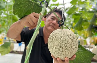 HAMI EcoFarms: Peneraju Tembikai Jepun Premium di Malaysia