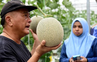 Mardi, Fama bantu, beri khidmat rundingan buat ladang tembikai wangi premium pertama di Malaysia