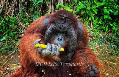 Baboon, BJ dan Adam tarik perhatian pelancongan di Pulau Orang Utan Bukit Merah